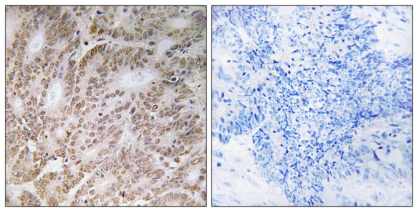 UBQLN4 Antibody (aa201-250)