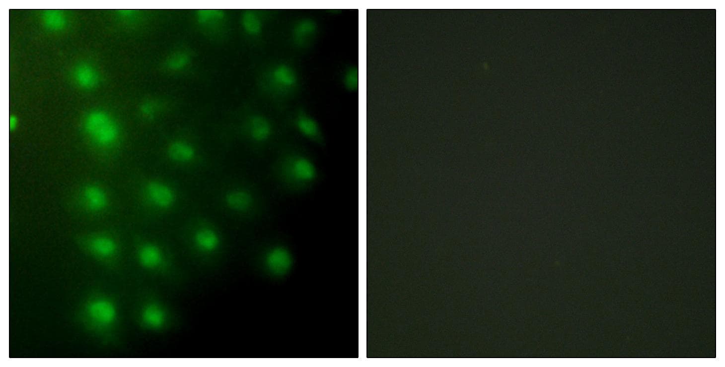Polyclonal Rabbit anti-Human AKAP8 / AKAP95 Antibody (IHC, IF, WB)