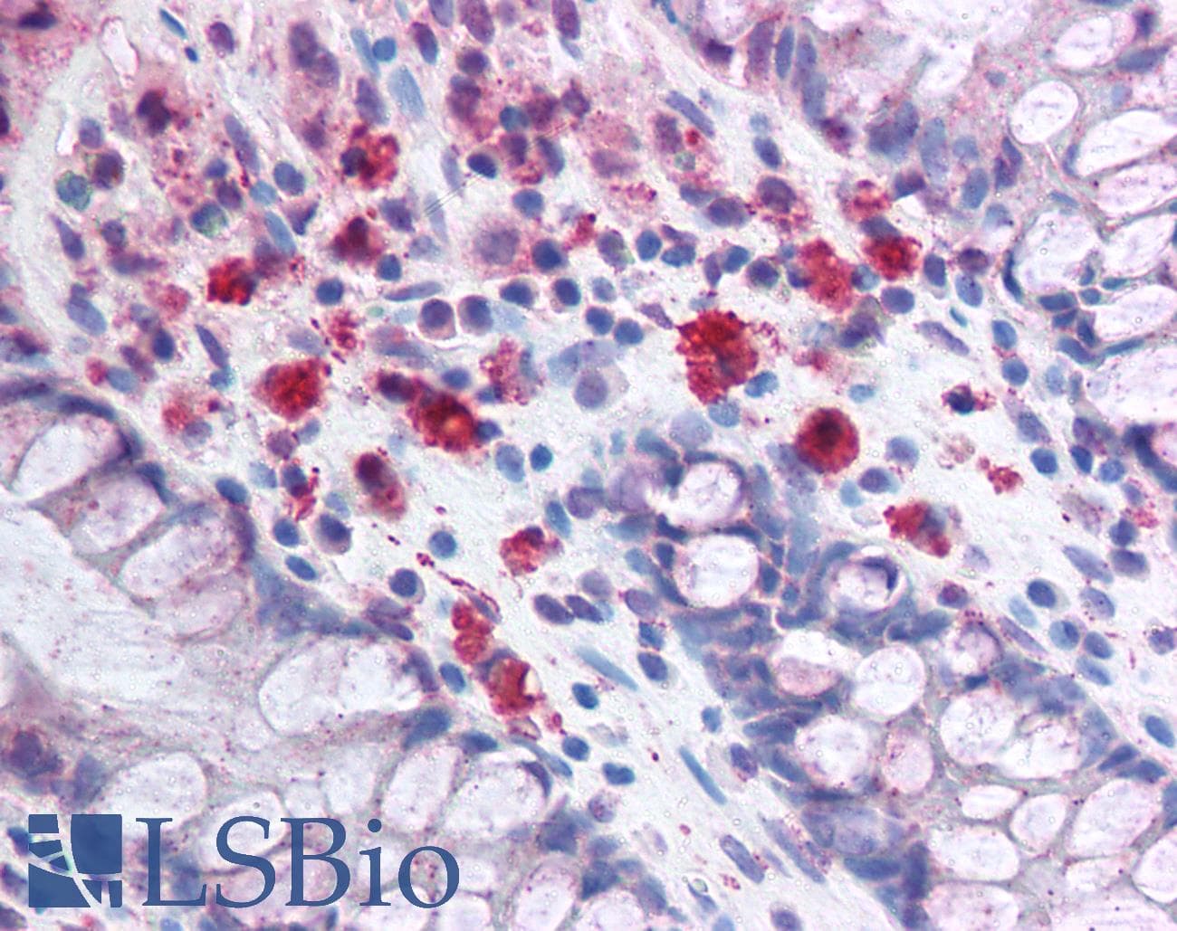 PathPlus™ Polyclonal Rabbit anti-Rat SYNCAM / CADM1 Antibody (C-Terminus, IHC, WB)