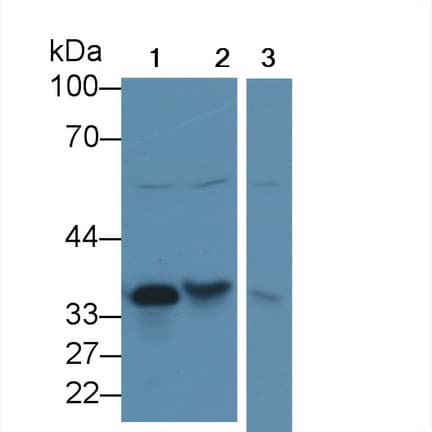 CTSZ / Cathepsin Z Antibody (aa34-291, PE)