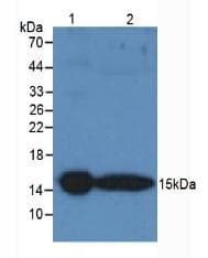 TTR / Transthyretin Antibody (aa12-126)