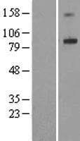 ADAM32 Protein (Over-Expression Lysate Myc-DDK (Flag))