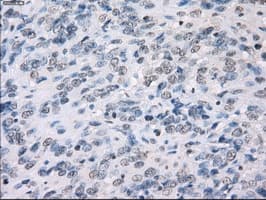 FCGR2 / CD32 Antibody (clone OTI13G9)