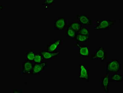 RBM12 Antibody