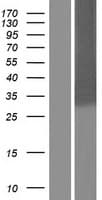 SGCD / Delta-Sarcoglycan Protein (Over-Expression Lysate Myc-DDK (Flag))