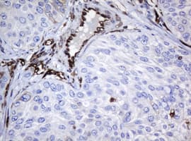 TMEM173 / STING Antibody (clone OTI4H1)
