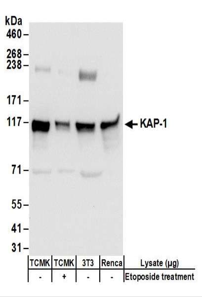 TRIM28 / KAP1 Antibody (aa550-600)