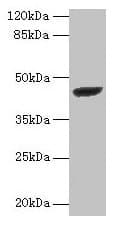IHC-plus™ STARD7 Antibody