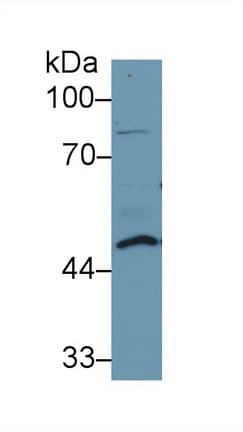 DDOST / OST48 Antibody (aa43-427, PE)