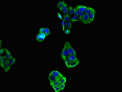 RIMS2 / RIM2 Antibody