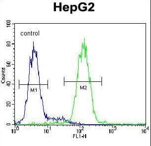 Polyclonal Rabbit anti-Human CCDC17 Antibody (aa481-509, IHC, WB)