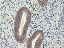 USP10 Antibody (clone OTI1H9)