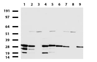 WIBG Antibody (clone UMAB207)