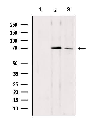 CDC7 Antibody