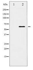 DOK1 Antibody