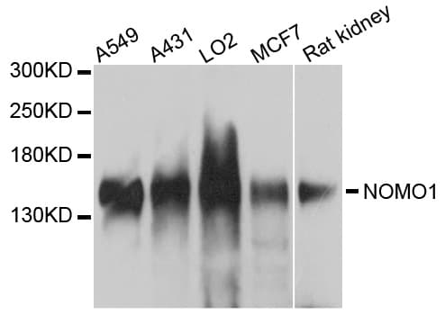 NOMO1 / PM5 Antibody