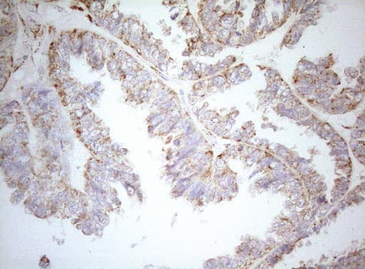 DECR1 Antibody (clone OTI5D12)