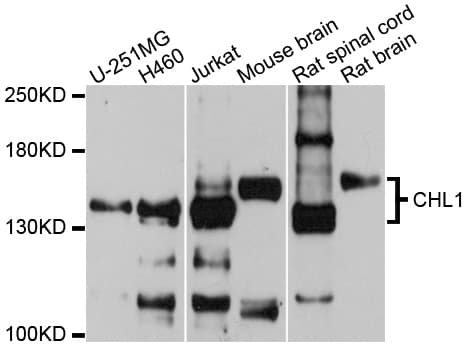 CHL1 Antibody