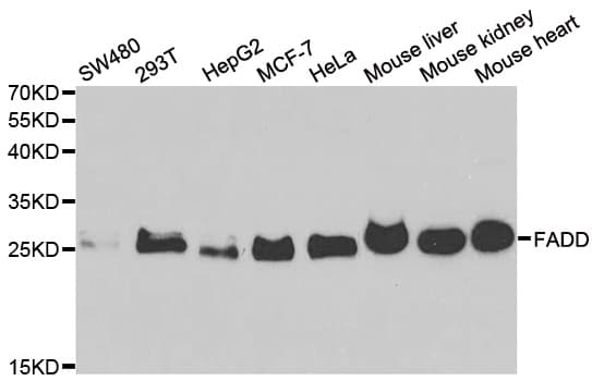 FADD Antibody