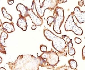 PLAP / Alkaline Phosphatase Antibody (clone GM022, Ready-to-Use)