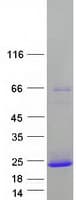 Human PRR4 / Proline Rich 4 Protein (Recombinant Myc-DDK (Flag))