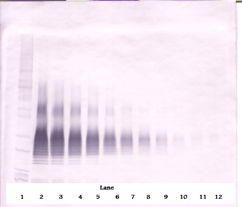 FASLG / Fas Ligand Antibody
