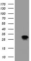 SPR Antibody (clone OTI1F4)