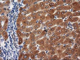 PON1 / ESA Antibody (clone OTI1F7)