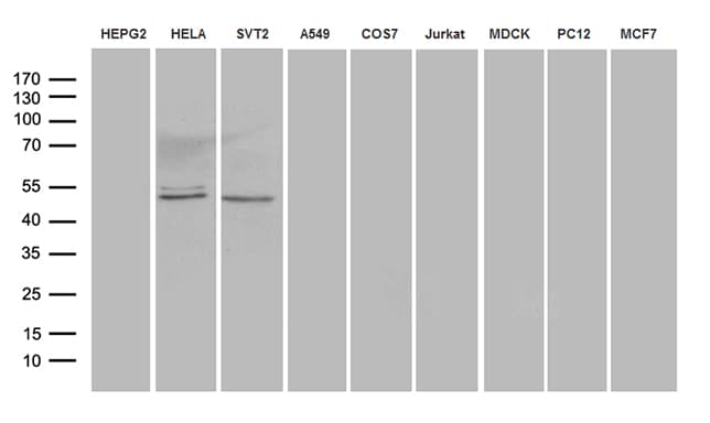 AZIN1 Antibody (aa260-448, clone OTI5C7)
