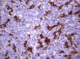 GSTP1 / GST Pi Antibody (clone OTI4B6, Carrier-free)