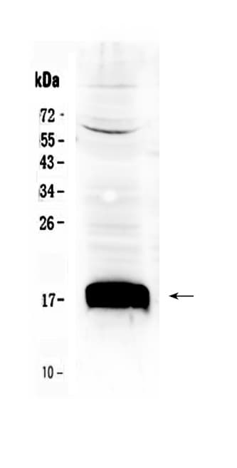 Ly6a / Sca-1 Antibody
