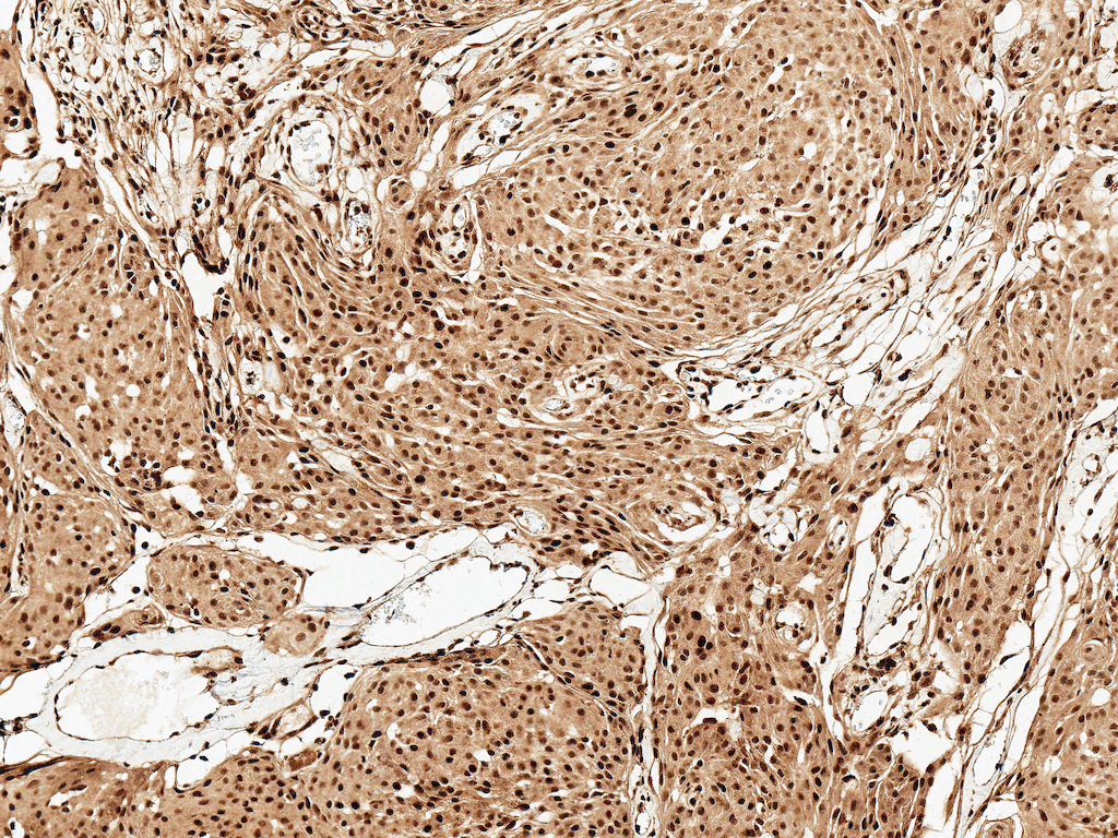 FUNDC1 Antibody (Atto 594)