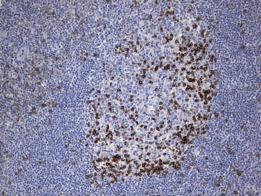 PDCD1 / CD279 / PD-1 Antibody (clone UMAB197, Carrier-free)