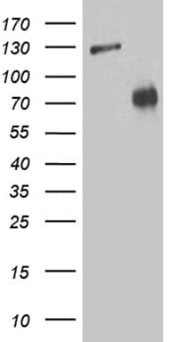 ZNF572 Antibody (clone OTI1A6)