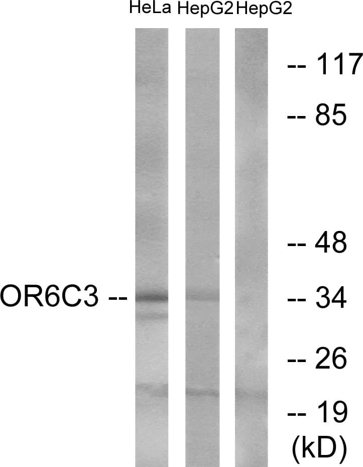 Polyclonal Rabbit anti-Human OR6C3 Antibody (aa228-277, WB)