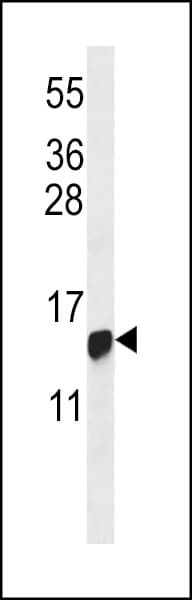 HIST1H2BG Antibody (aa1-30)