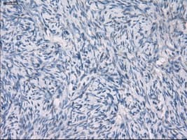 Monoclonal Mouse anti-Human GBP2 Antibody (clone OTI1E5, IHC, IF, WB)