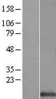 HINT / HINT1 Protein (Over-Expression Lysate Myc-DDK (Flag))