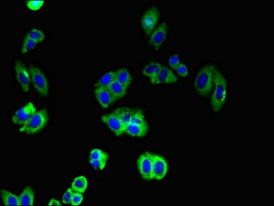CDH2 / N Cadherin Antibody