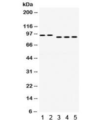 DLG4 / PSD95 Antibody