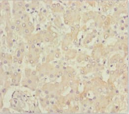 B9D1 Antibody