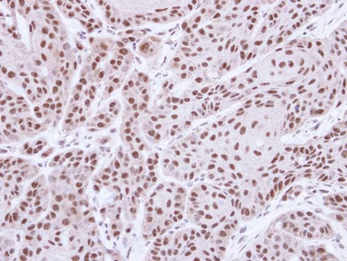 STK4 Antibody (aa324-418)