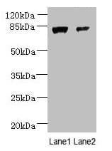 WDR49 Antibody