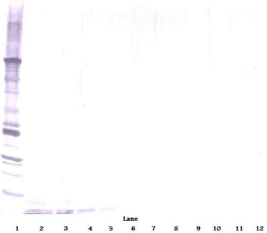 IHC-plus™ DEFA1 / Defensin Alpha 1 Antibody