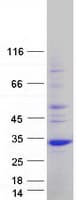 Human UNC119 / Retinal Protein 4 (Recombinant Myc-DDK (Flag))