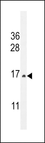 CST9 Antibody (aa131-159)