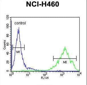 Polyclonal Rabbit anti-Human OR2Z Antibody (aa68-96, IHC, WB)