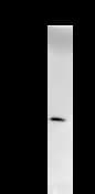 NUDT21 Antibody (clone 2203C3)