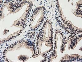 RNH1 Antibody (clone OTI1B7)