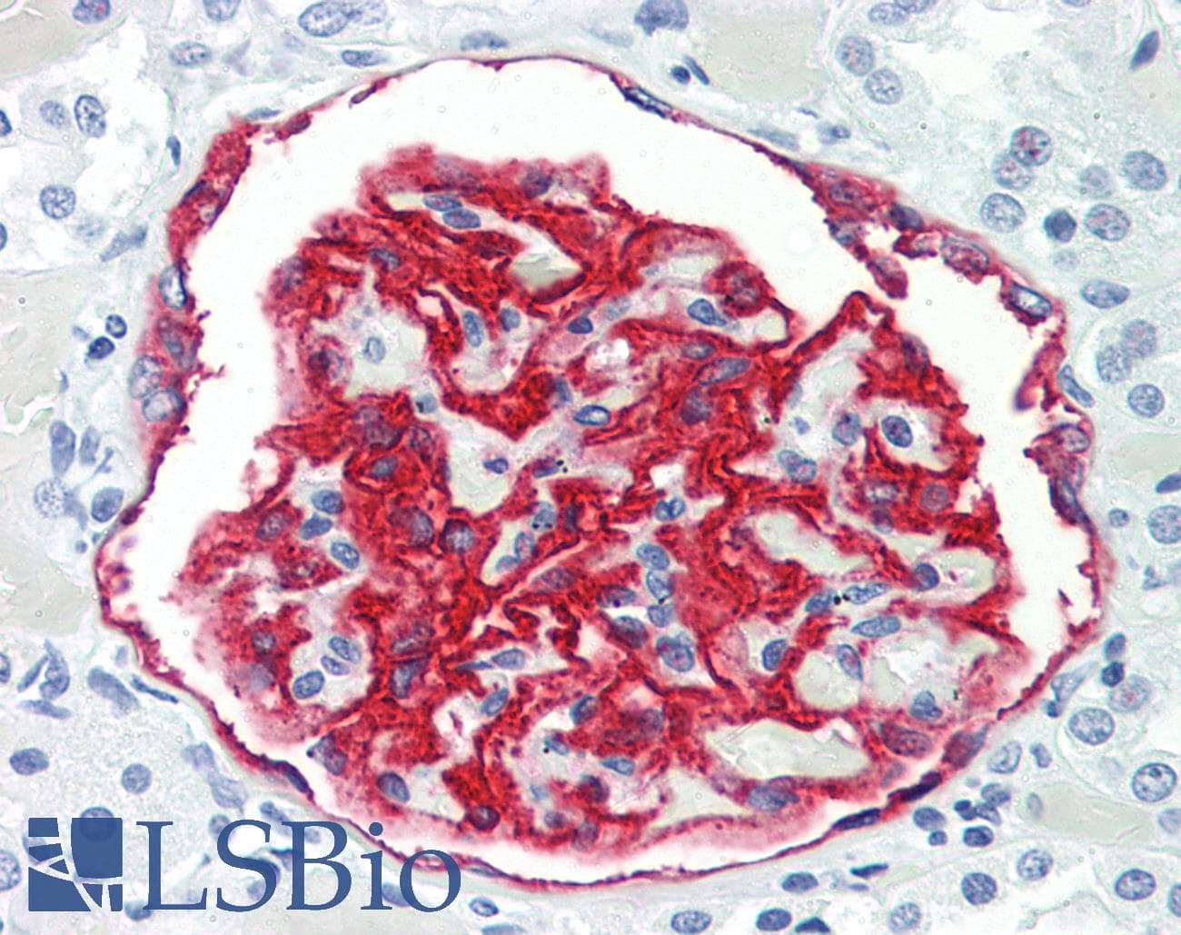PathPlus™ PODXL / Podocalyxin Antibody (clone 53D11)
